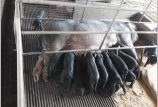 黑馬“無抗”教槽料和保育料在規(guī)?；i場的應(yīng)用實例